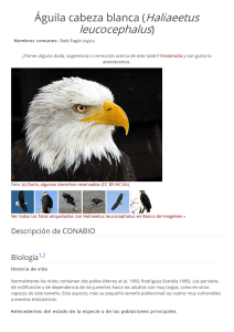 Águila cabeza blanca (Haliaeetus leucocephalus)