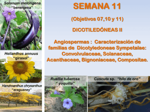Semana 11. Convolvulaceae, Solanaceae, Acanthaceae