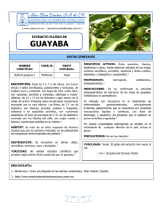 Guayaba Hojas