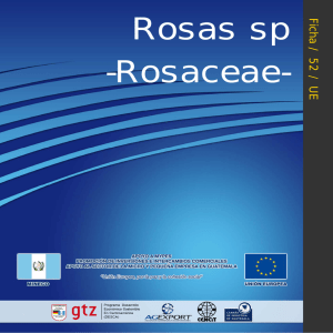 Ficha52 - Rosas sp - Dirección de Administración del Comercio