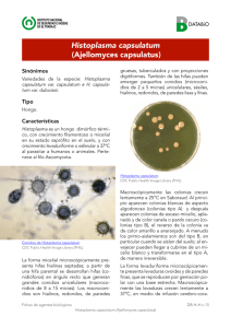 Histoplasma capsulatum (Ajellomyces capsulatus)