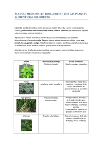 Plantas medicinales para asociar con las hortalizas del huerto