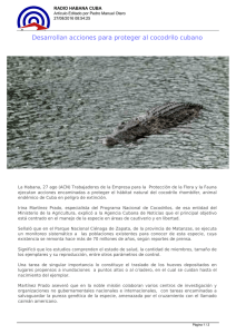 Desarrollan acciones para proteger al cocodrilo cubano