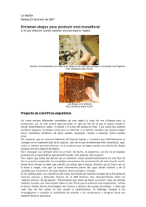 Entrenan abejas para producir miel monofloral