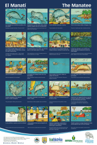 Afiche educativo 2016 - Centro de Conservación de Manatíes de