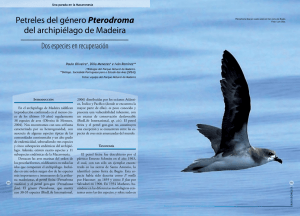 Petreles del género Pterodroma del archipiélago de Madeira