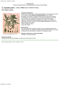 Cannabis sativa: morfología y ecología