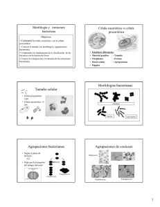 Tamaño celular Morfologías bacterianas Agrupaciones bacterianas