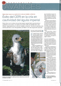 Éxito del CERI en la cría en cautividad del águila imperial
