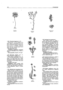 192 Crassulacsae 1.0003-Pis`torinia hispanica (L.) DC. Planta anual