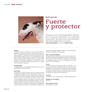 Bull terrier: Fuerte y protector