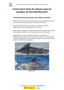 ¿Como hacer fotos de cetáceos para los catálogos de foto