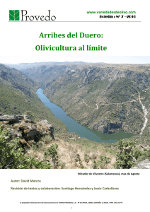 Arribes del Duero: Olivicultura al límite