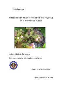 Tesis Doctoral Caracterización de variedades de vid (Vitis vinifera L