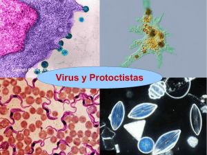 Virus y Protoctistas