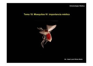 18. Mosquitos IV