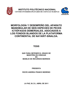 morfología y desempeño del aparato mandibular de - CICIMAR-IPN