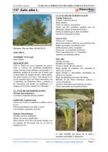 137.Salix alba - Comarca Ribera Baja del Ebro