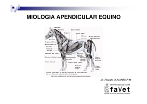 miologia apendicular equino