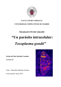 “Un parásito intracelular: Toxoplasma gondii”