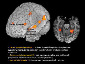 - cortex temporal posterior :1 ( surco temporal superior, giro