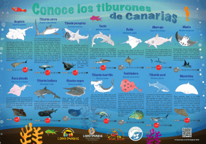 tiburones de canarias - Loro Parque Fundación
