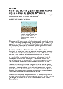 Alicante Más de 300 gaviotas y garzas aparecen muertas