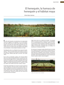 El henequén, la hamaca de henequén y el hábitat maya