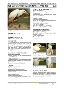 125 Bubulcus ibis (Ciconiiformes, Ardeidae)