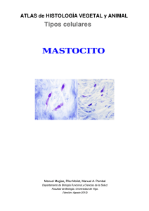mastocito - Atlas de Histología Vegetal y Animal