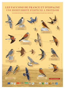les faucons de france et d`espagne une biodiversité d`espèces à