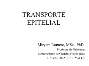 TRANSPORTE EPITELIAL: Modelo de transporte