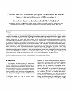 Calcified root cells in Miocene pedogenic carbonates of the Madrid