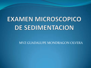 Examen Microscópico de Sedimento
