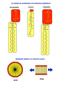 Los lípidos de membranas son moléculas anfipáticas Agregados