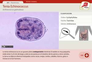 Tenia Echinococcus