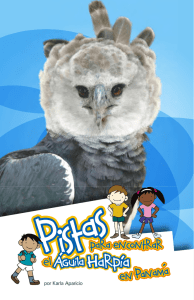 Pistas para encontrar el Águila Harpía en Panamá