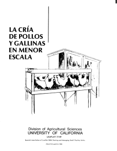 la cria de pollos y gallinas - Department of Animal Science