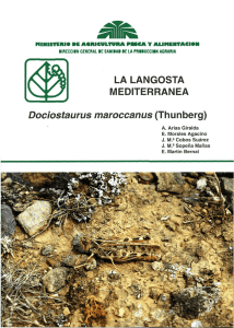 LA LANGOSTA MEDITERRANEA Dociostaurus maroccanus