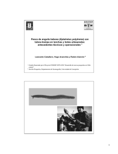 1 Pesca de anguila babosa (Eptatretus polytrema) con tubos