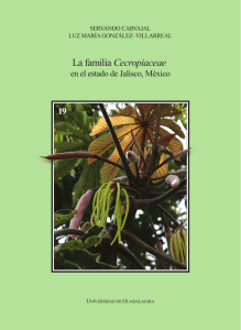 La familia Cecropiaceae - Flora de Jalisco
