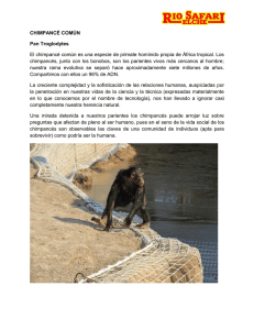 CHIMPANCÉ COMÚN Pan Troglodytes El chimpancé común es una