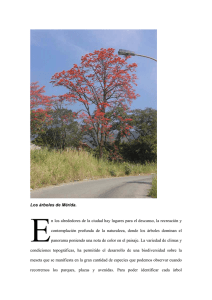 Los árboles de Mérida. n los alrededores de la ciudad