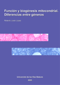 Función y biogénesis mitocondrial. Diferencias entre géneros