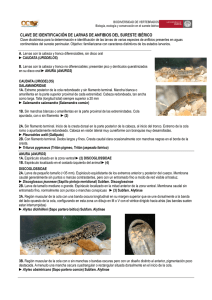 clave de identificación de larvas de anfibios del sureste ibérico