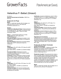 Helianthus F1 Ballad (Girasol)