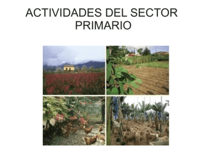 actividades del sector primario - LAS CC.SS. Y LA HISTORIA EN EL