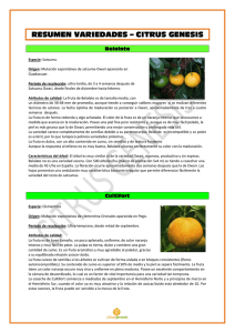 Nuevas variedades de cítricos. Citrus Genesis. David Alba