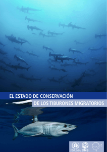 el estado de conservación de los tiburones migratorios