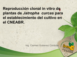 Reproducción clonal in vitro de plantas de Jatropha curcas para el
